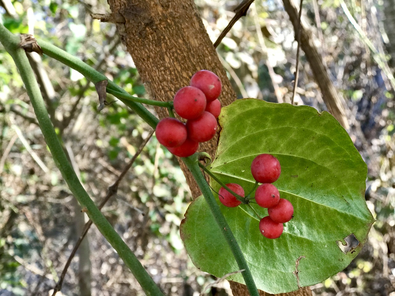 nature  leaves  tree free photo