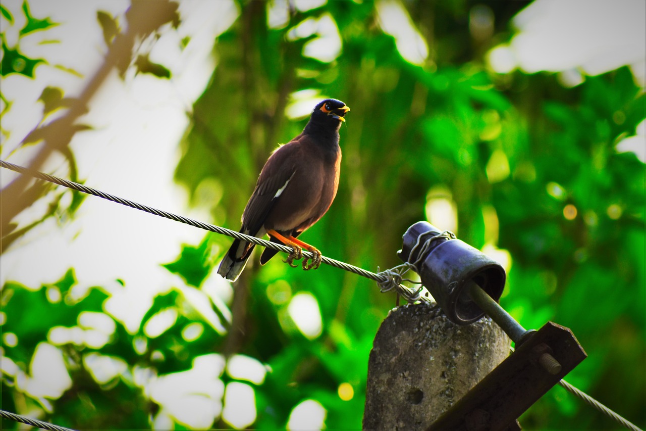 nature  bird  wildlife free photo