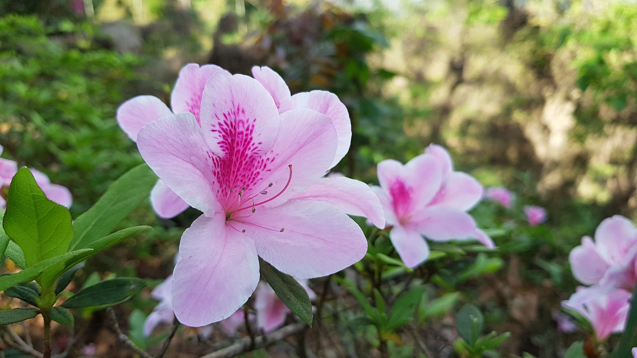 nature  flower  plant free photo