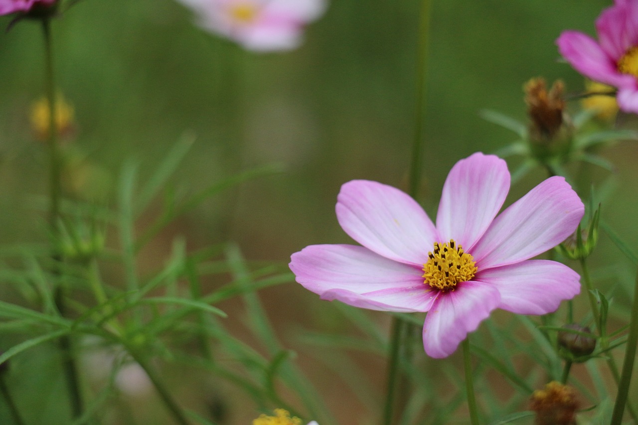 nature  flower  plant free photo