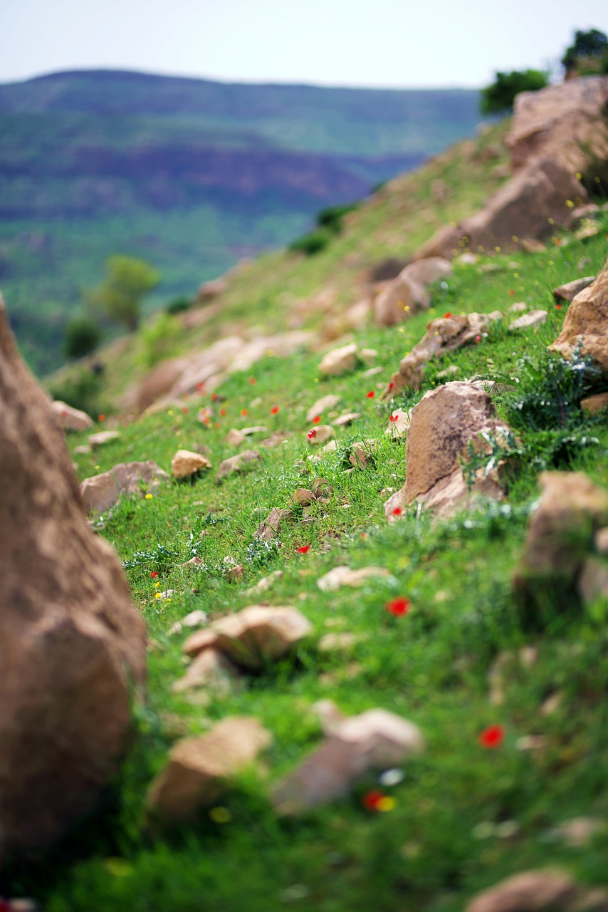 nature  grass  outdoors free photo