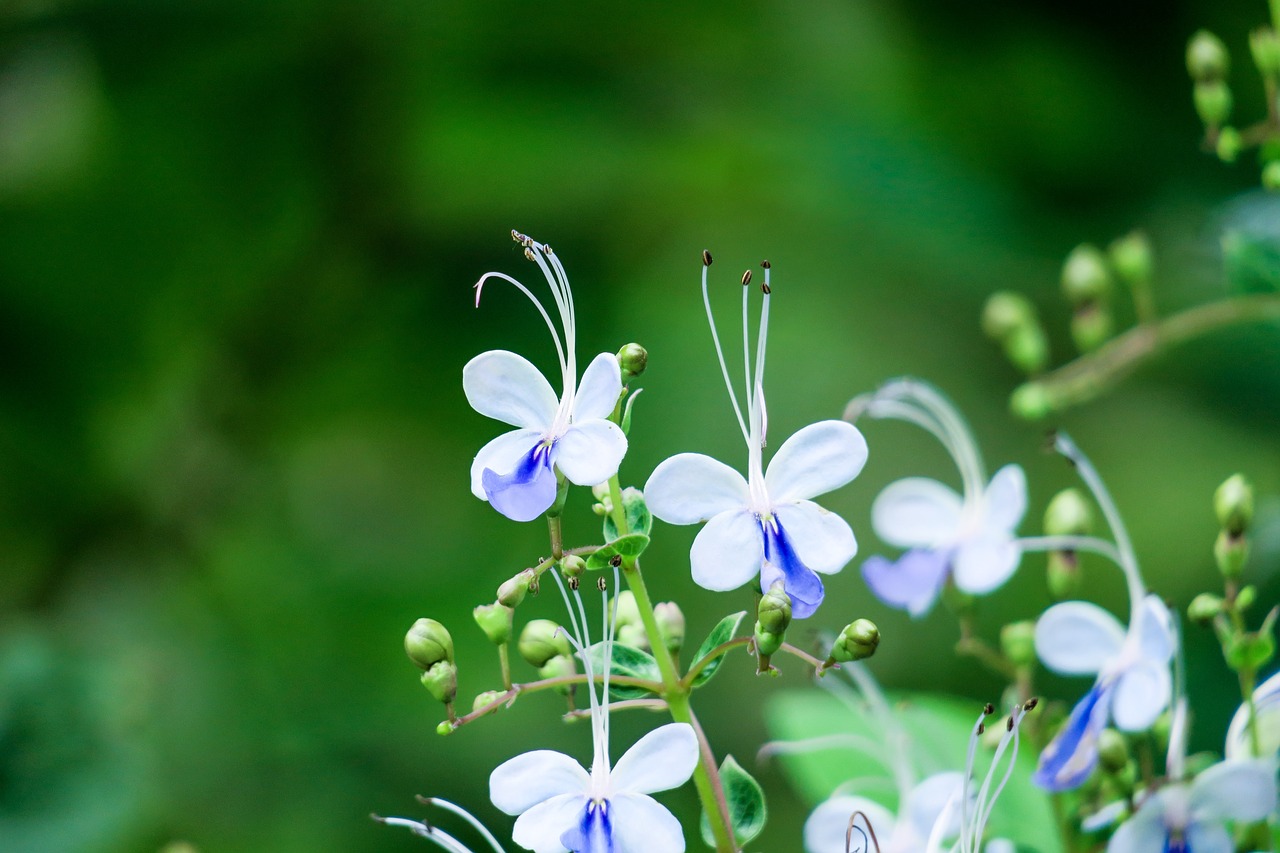 nature  plant  flower free photo