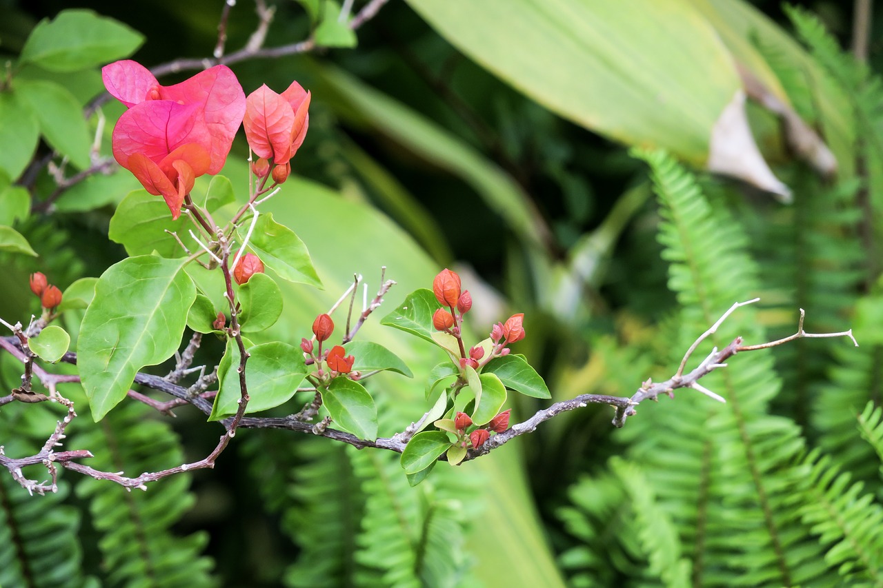 nature  plant  leaf free photo