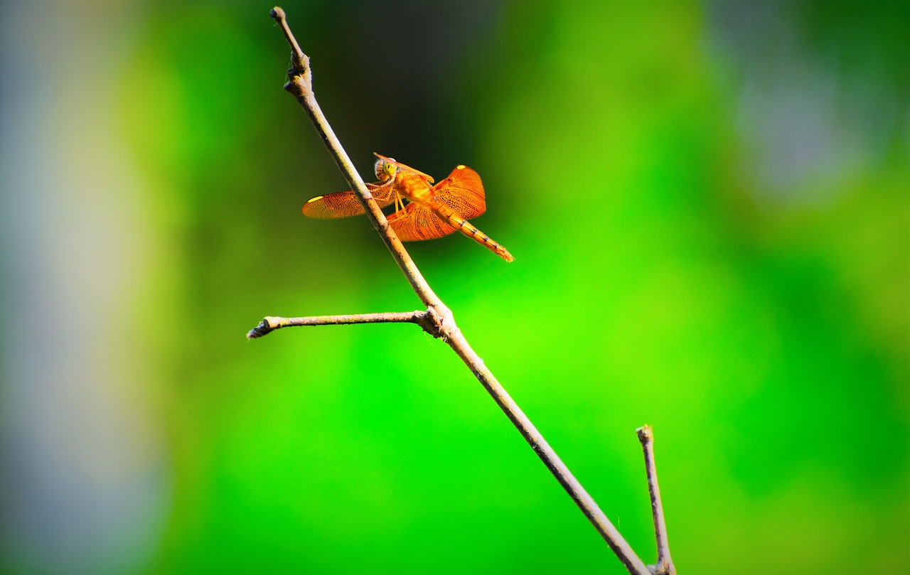 nature  insect  outdoors free photo