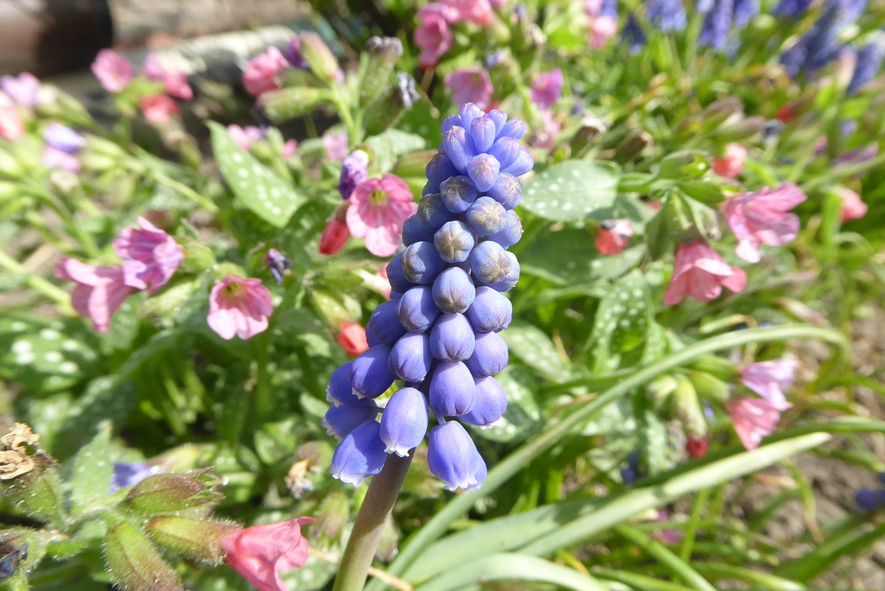 nature  flower  plant free photo