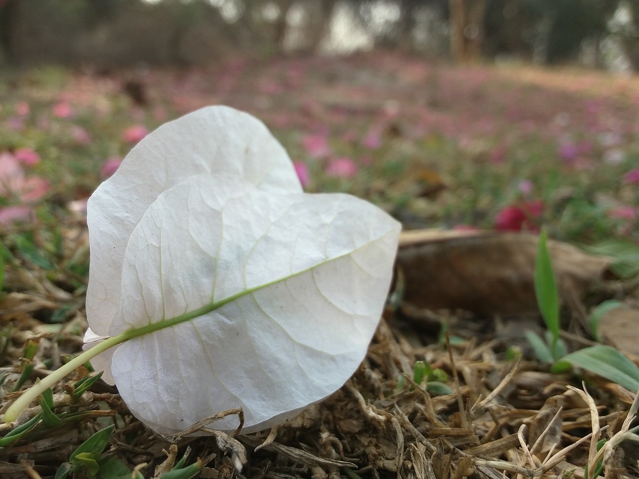 nature  wood  leaf free photo