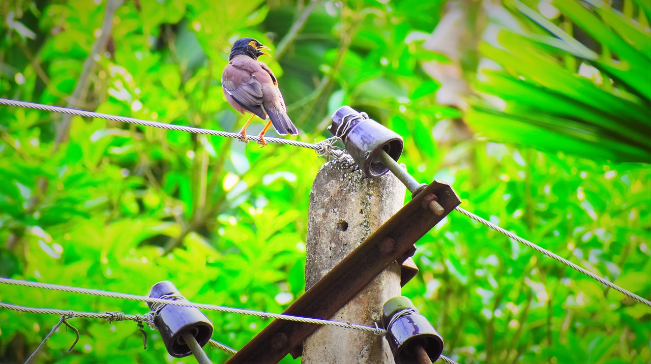 nature  bird  wildlife free photo