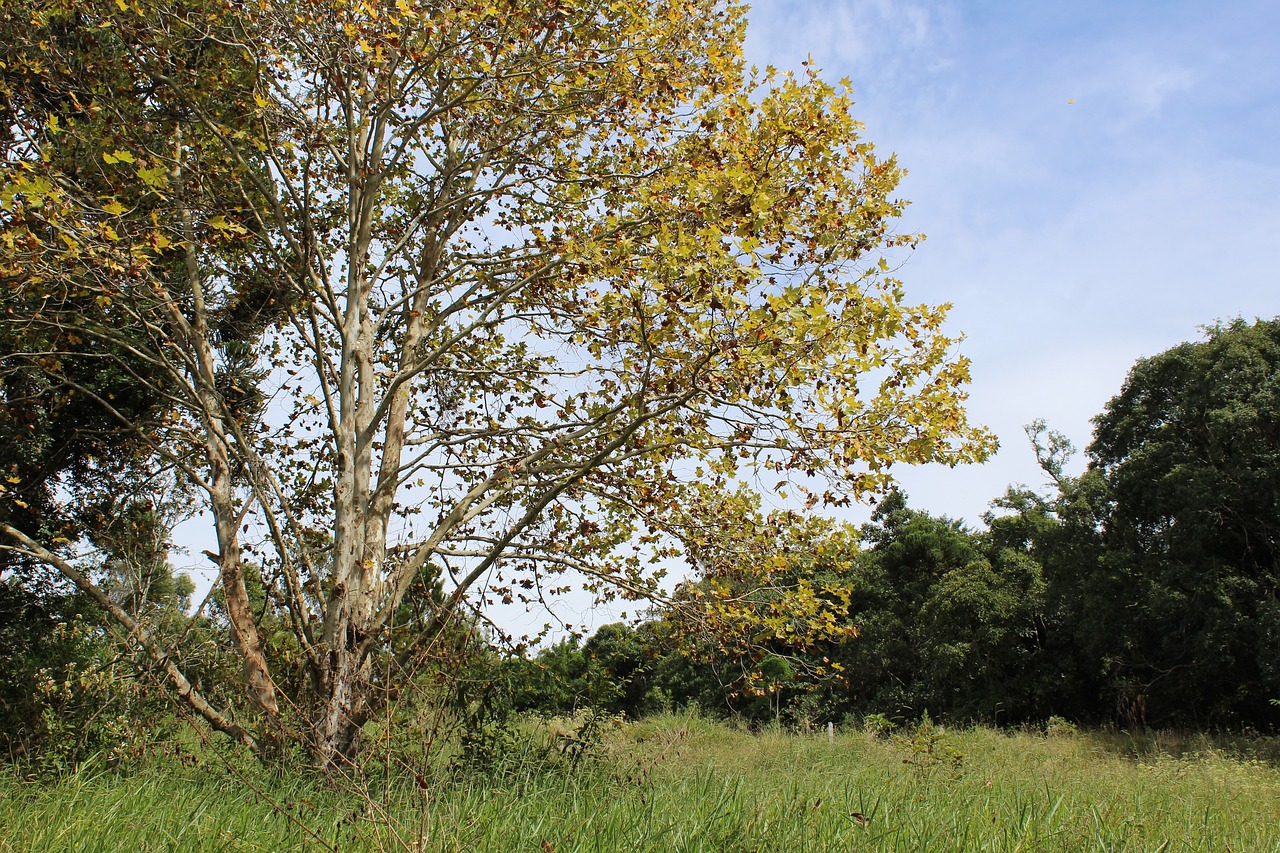 nature  tree  landscape free photo