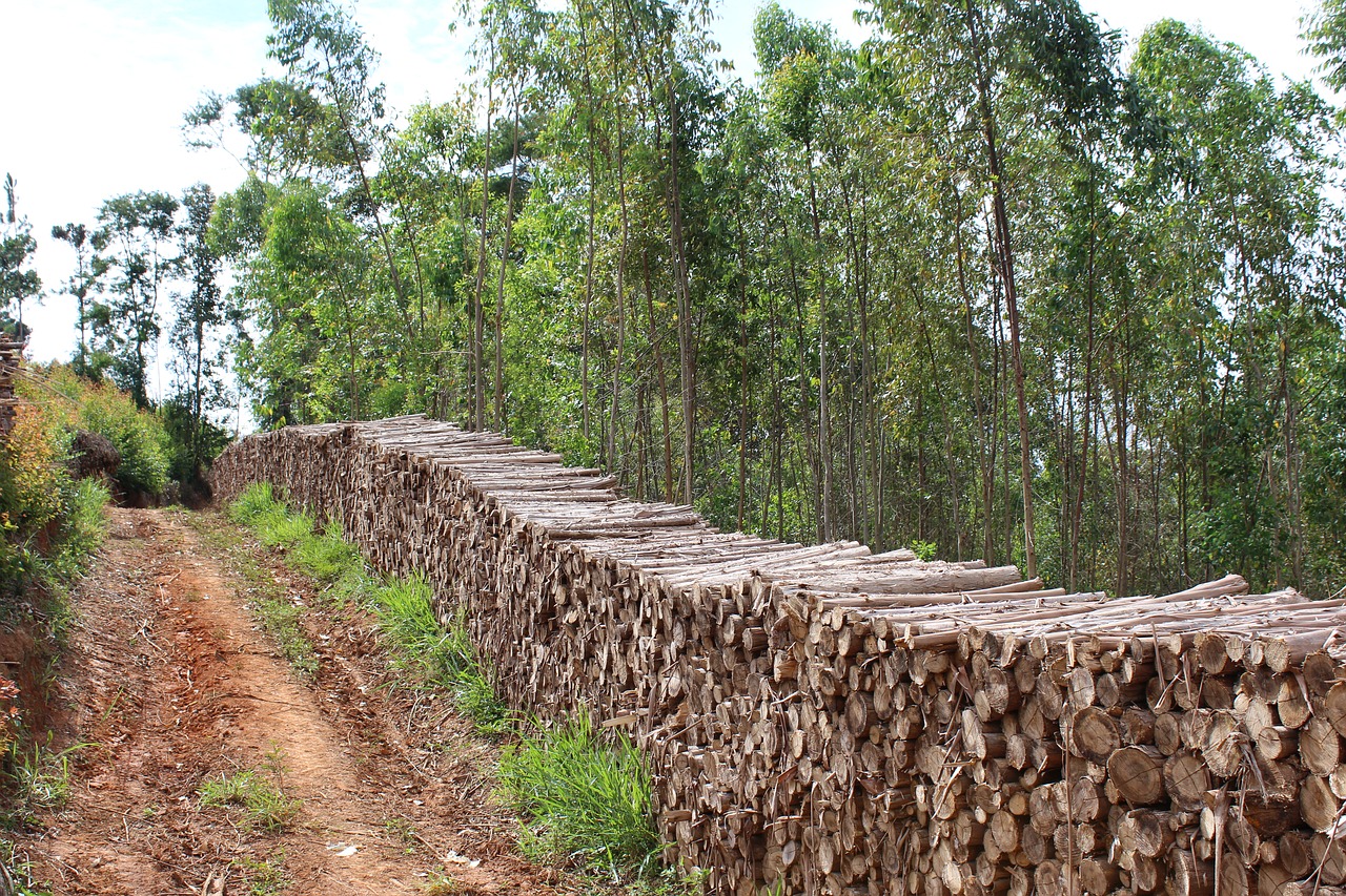 nature  tree  wood free photo