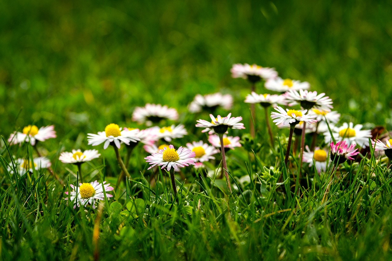 nature  flower  meadow free photo