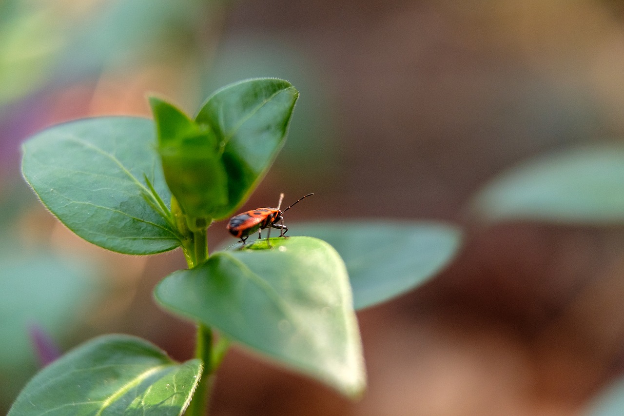 nature  leaf  insect free photo