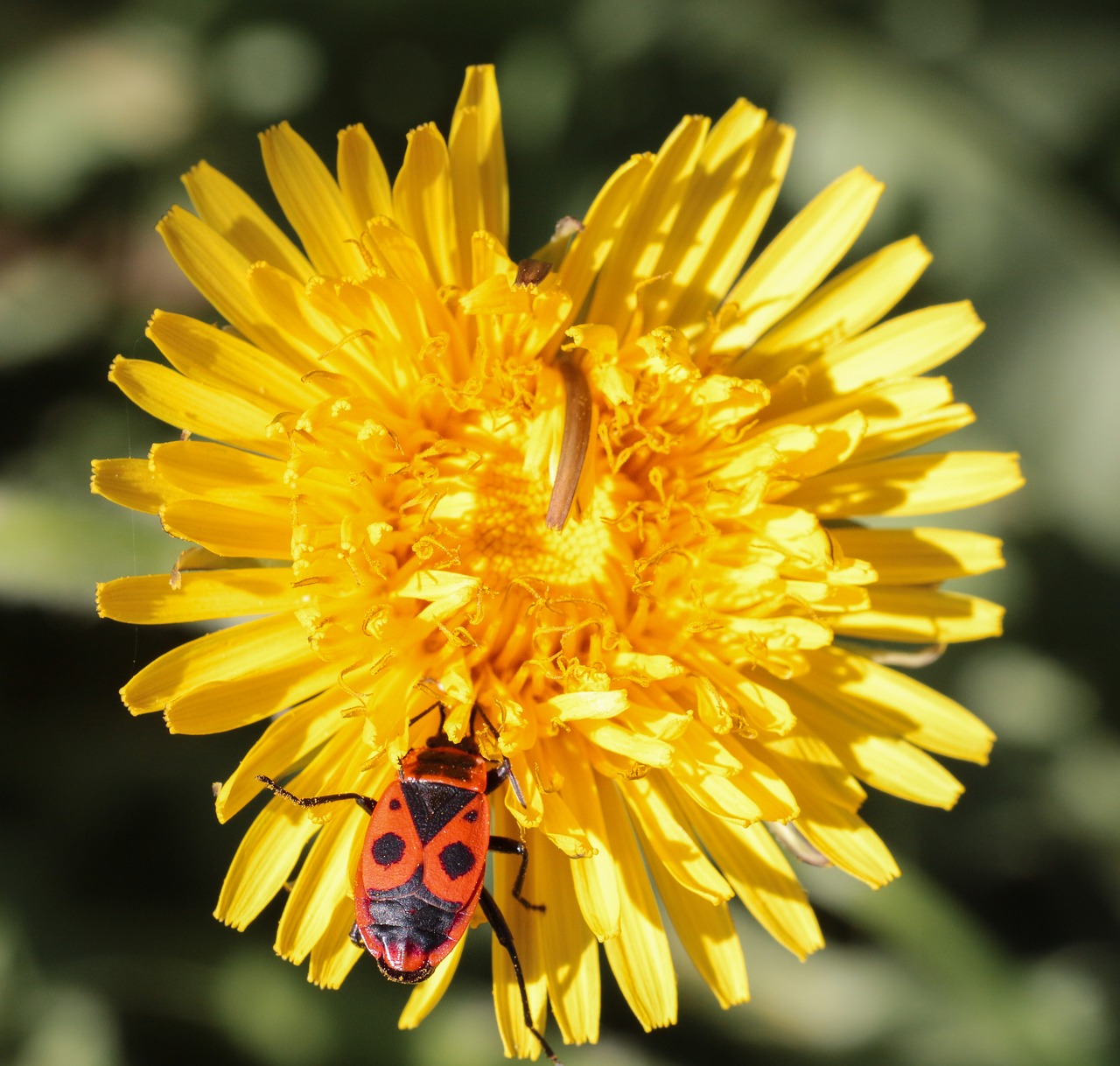 nature  summer  plant free photo