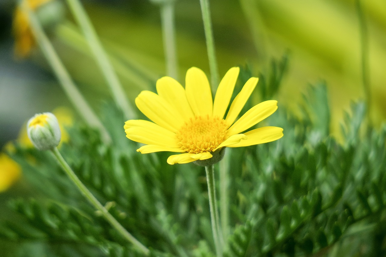 nature  plant  summer free photo