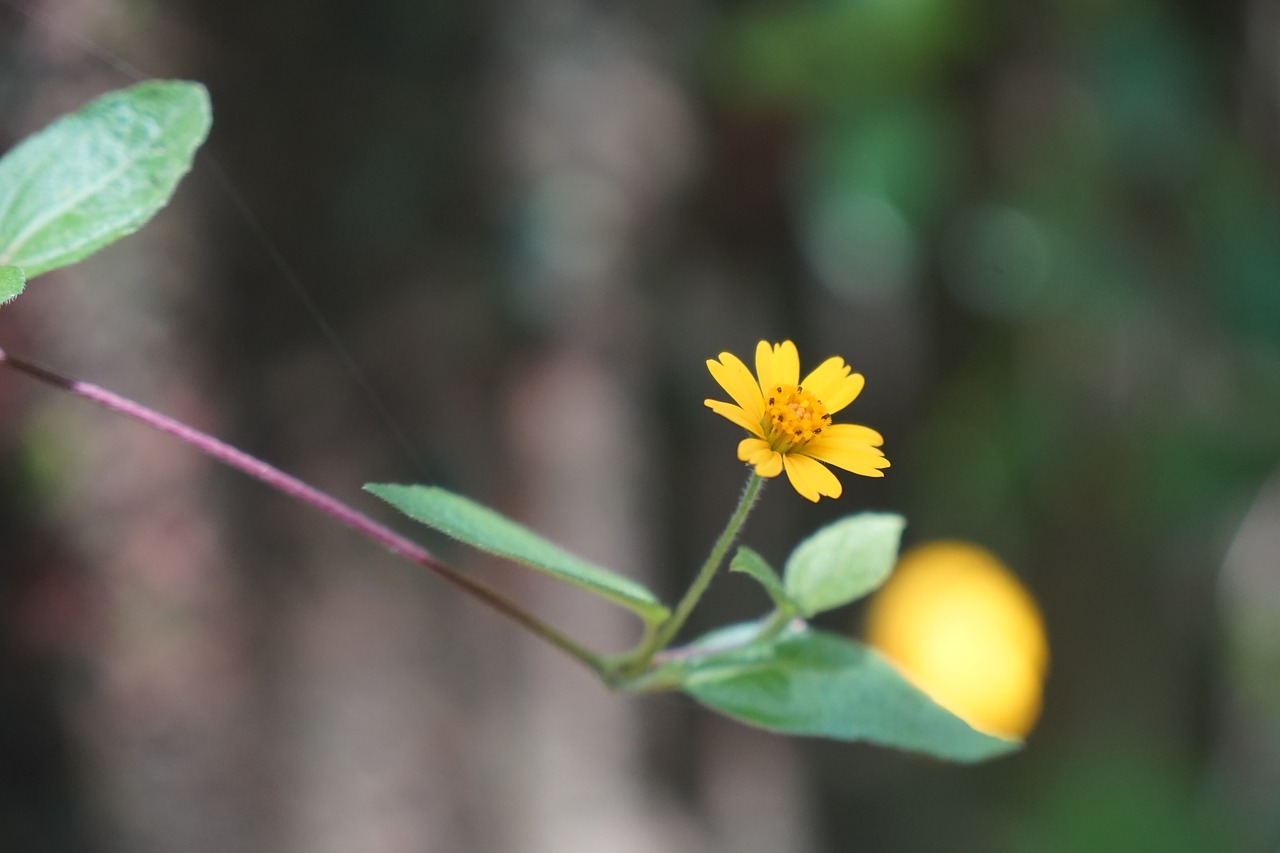 nature  leaf  plant free photo