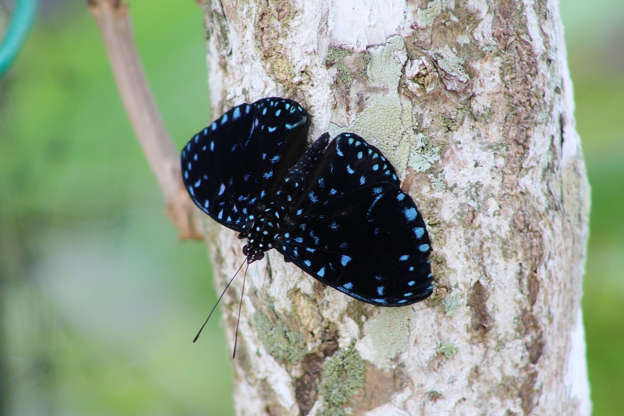 nature  insect  outdoors free photo