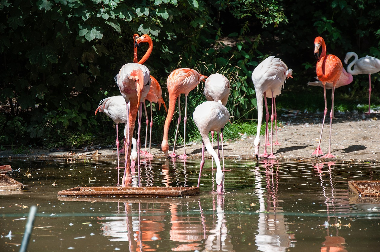 nature  waters  flamingo free photo