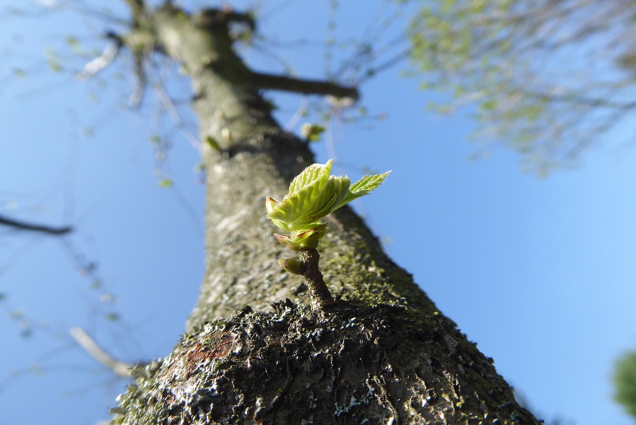 nature  tree  at the court of free photo