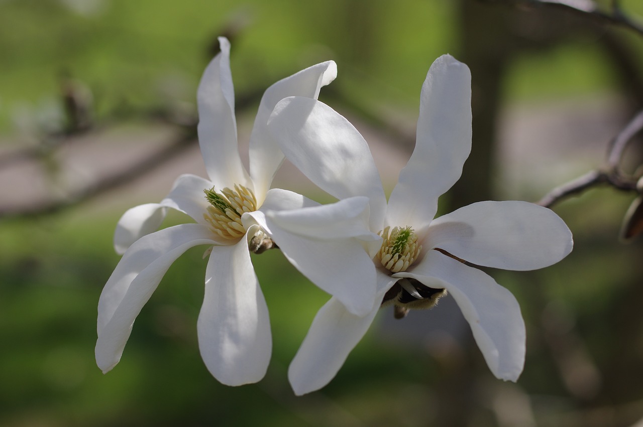 nature  flower  plant free photo