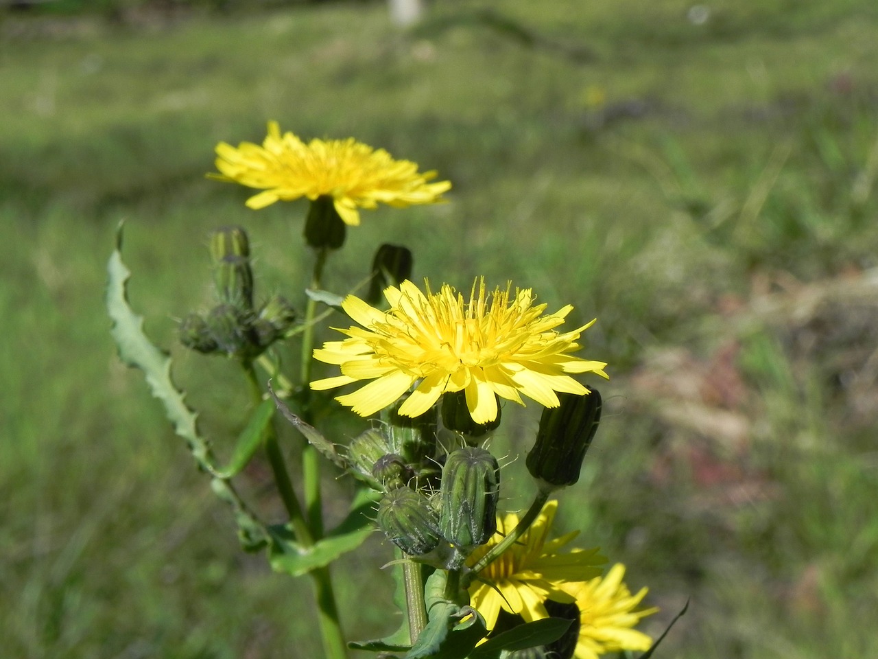 nature  plant  field free photo