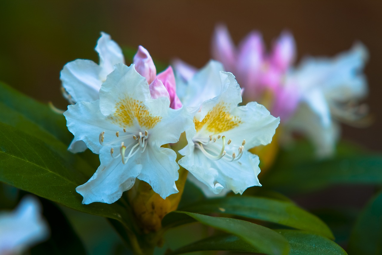 nature  flower  plant free photo