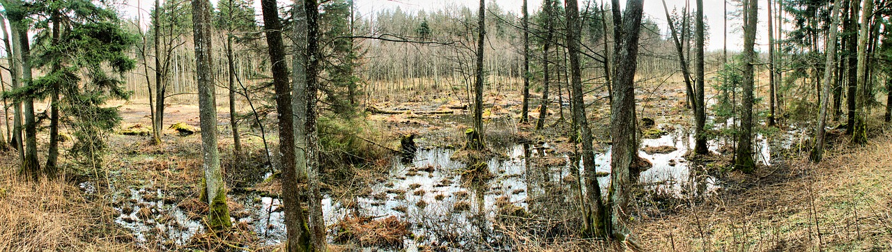 nature  tree  panoramic free photo