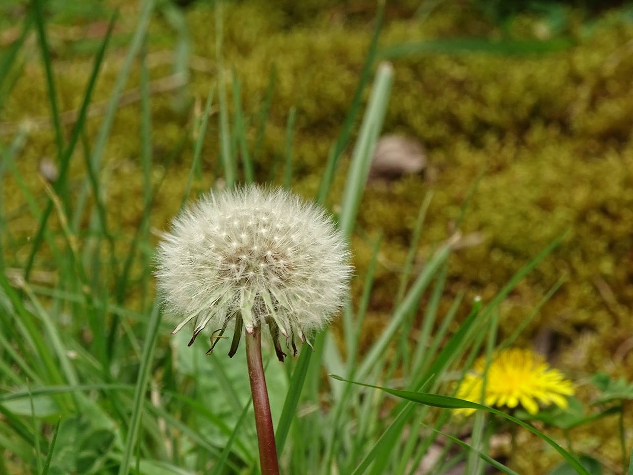 nature  lawn  plant free photo