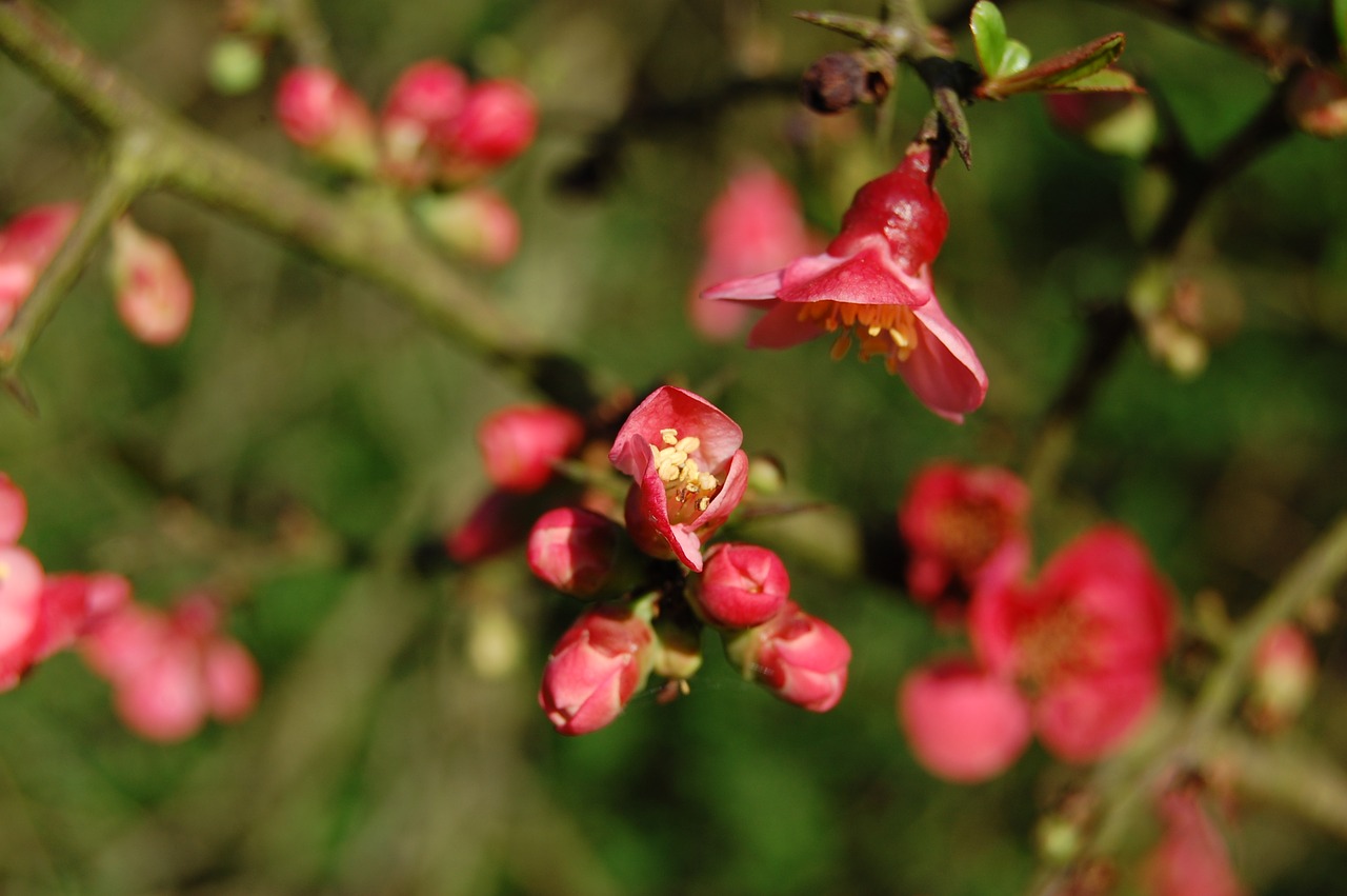 nature  flower  plant free photo