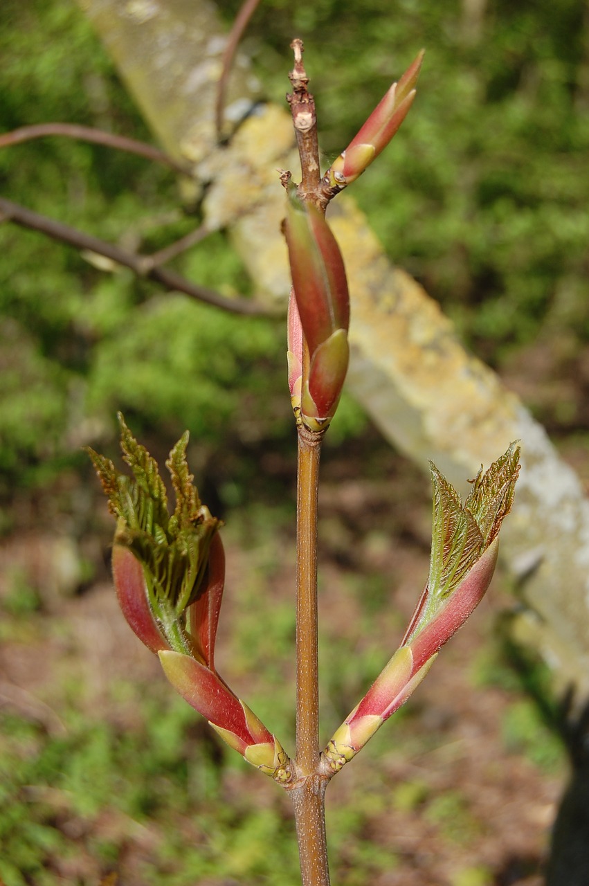 nature  leaf  plant free photo