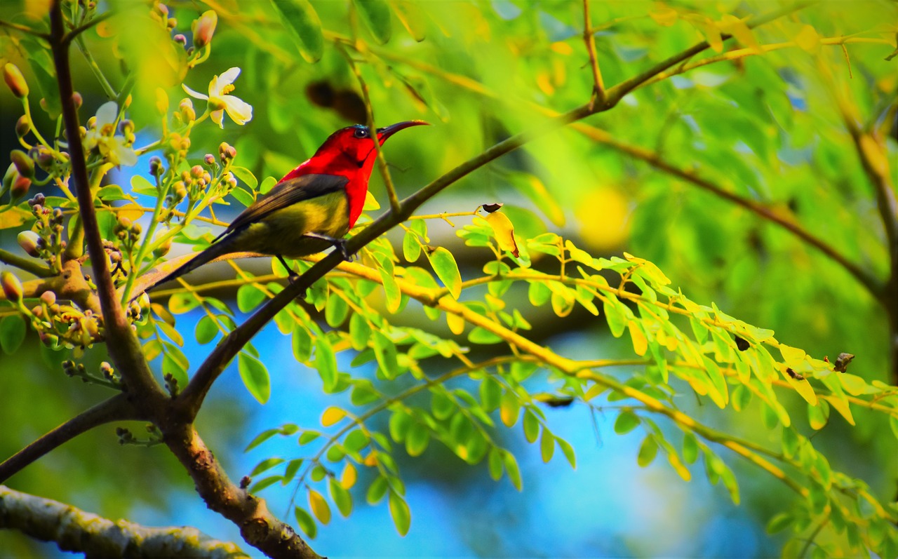 nature  bird  tree free photo