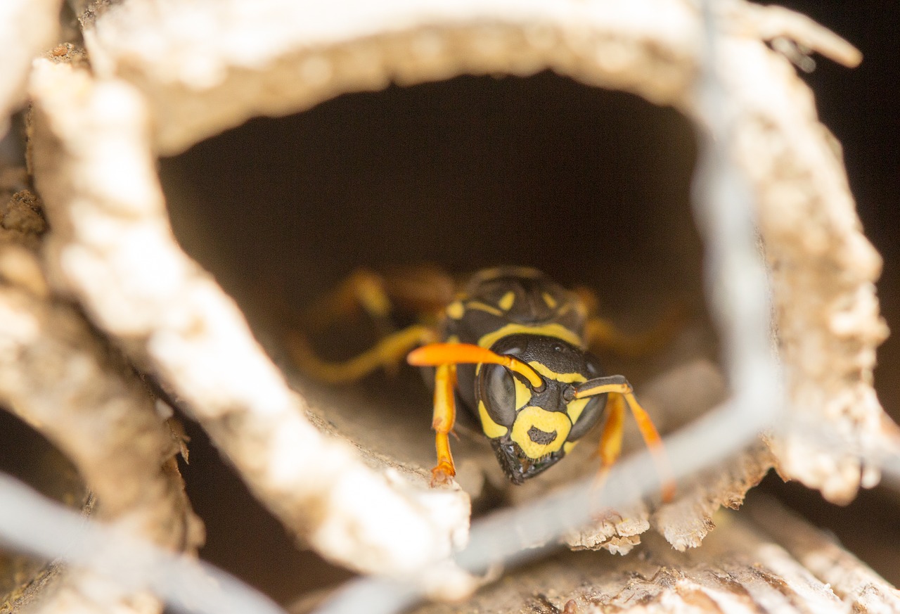 nature  insect  close up free photo