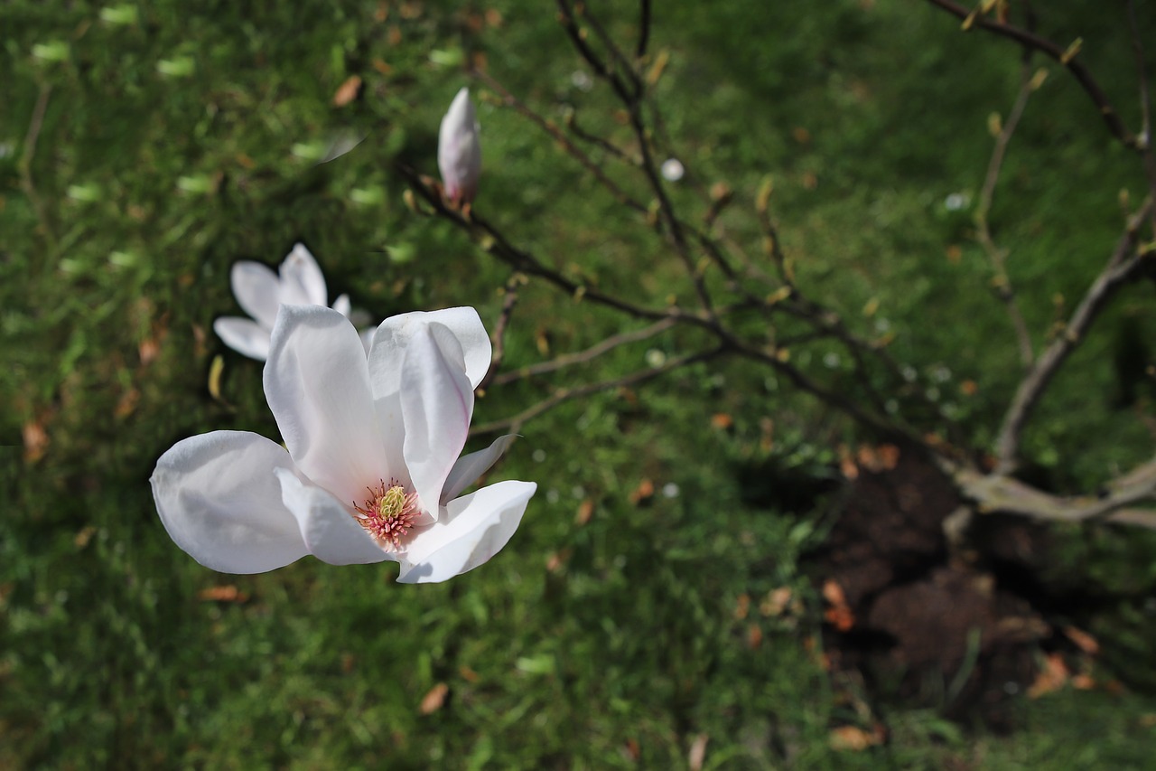 nature  plant  spring free photo