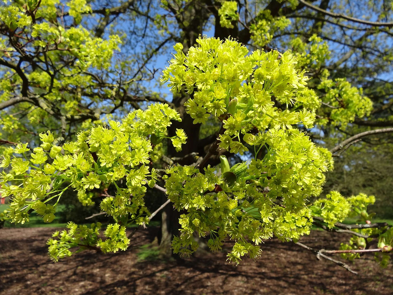 nature  tree  flora free photo