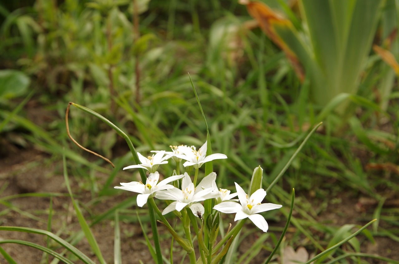 nature  plant  flower free photo