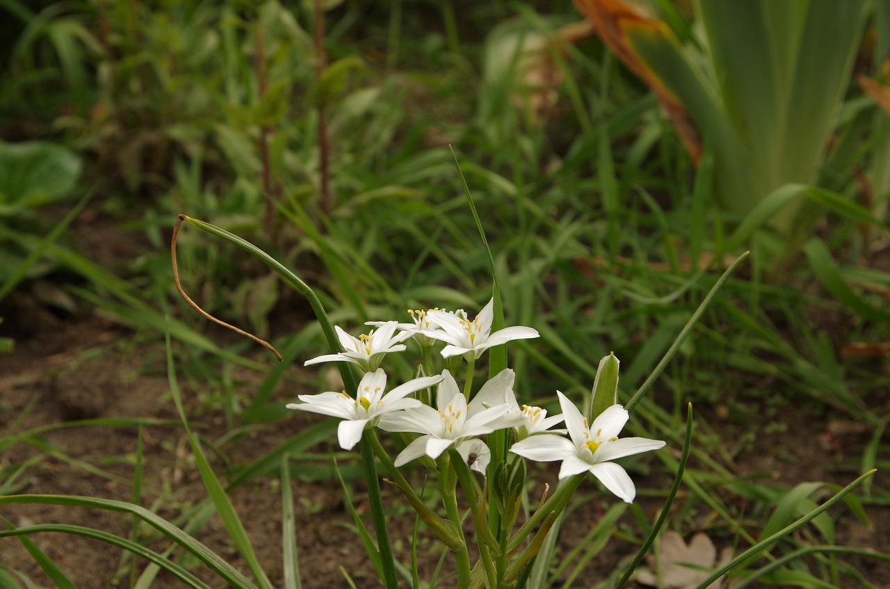 nature  plant  flower free photo