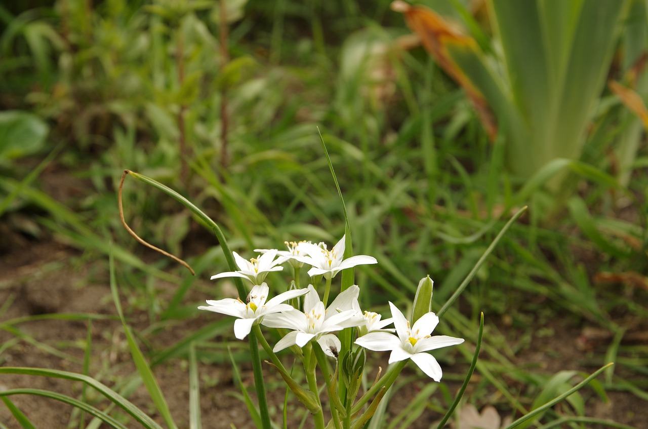 nature  plant  flower free photo