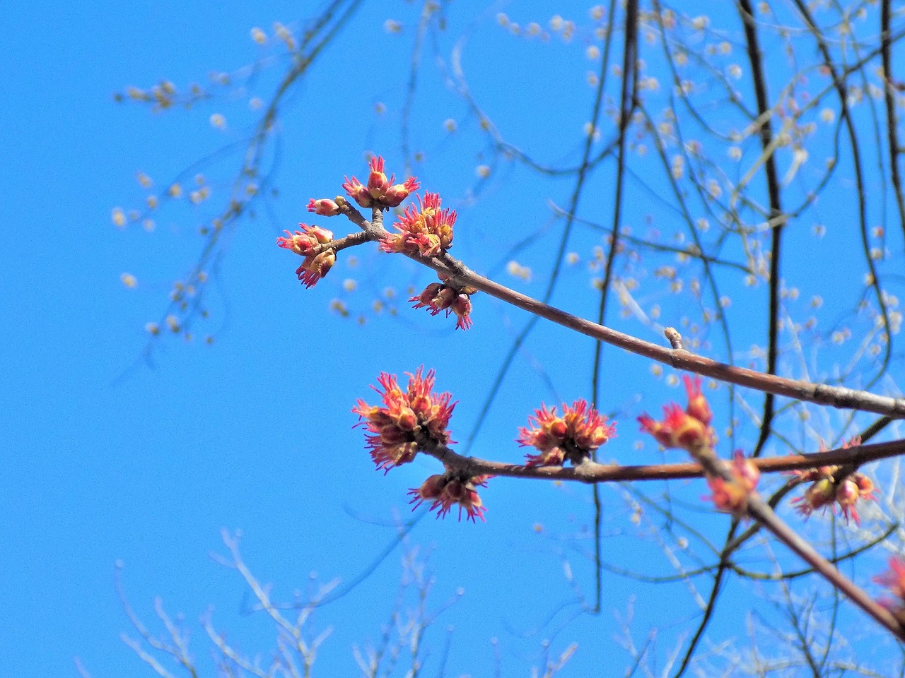 nature  tree  season free photo