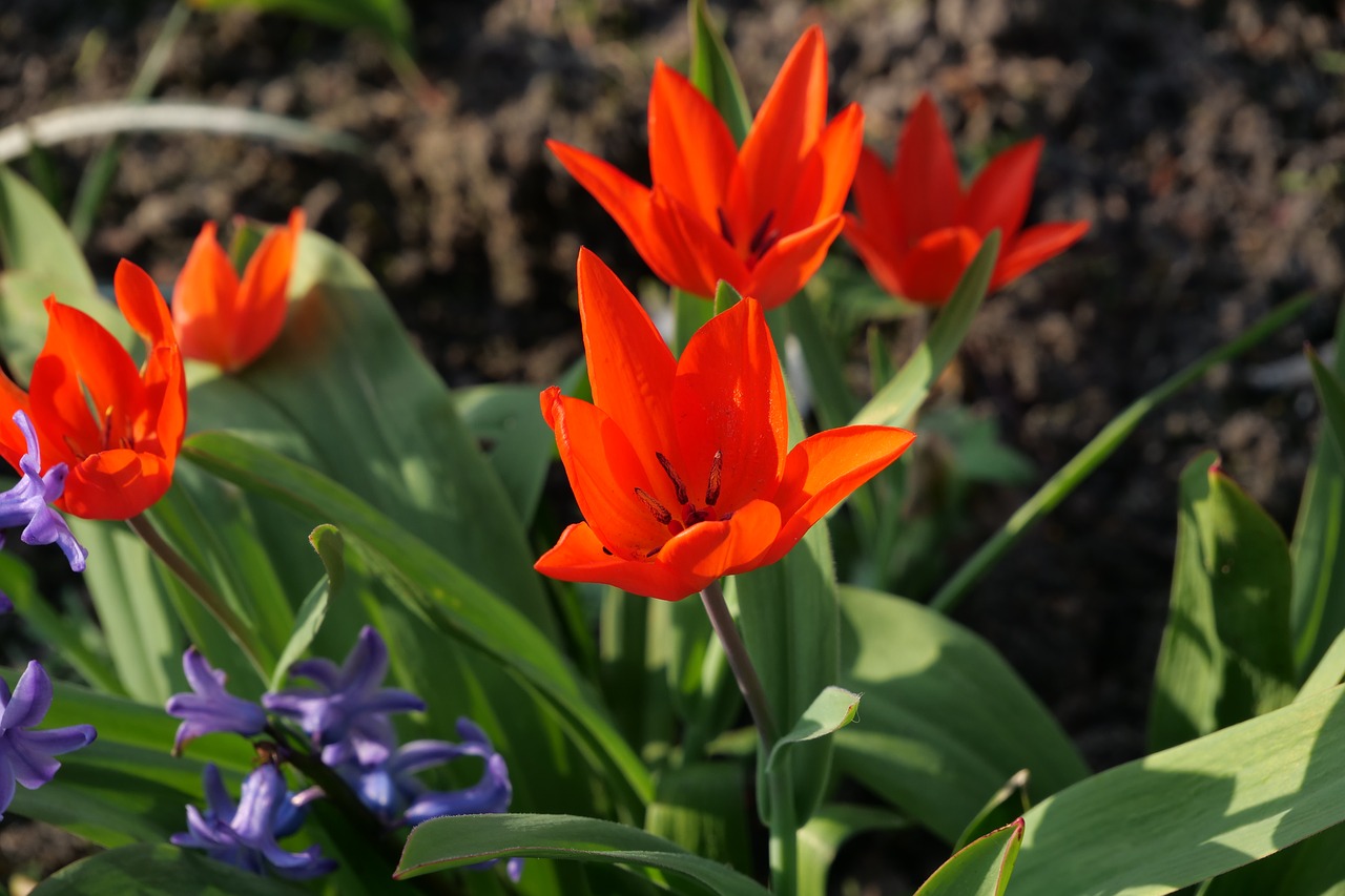 nature  flower  plant free photo