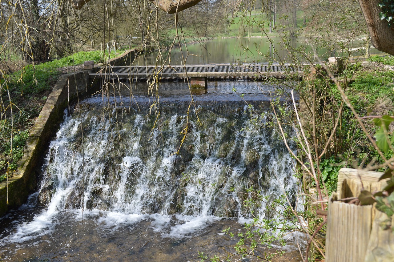 nature  water  wood free photo