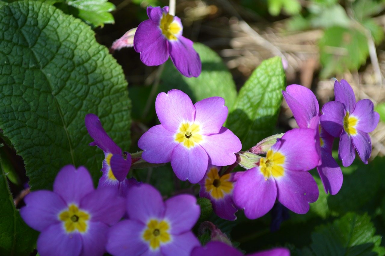 nature  flower  flora free photo