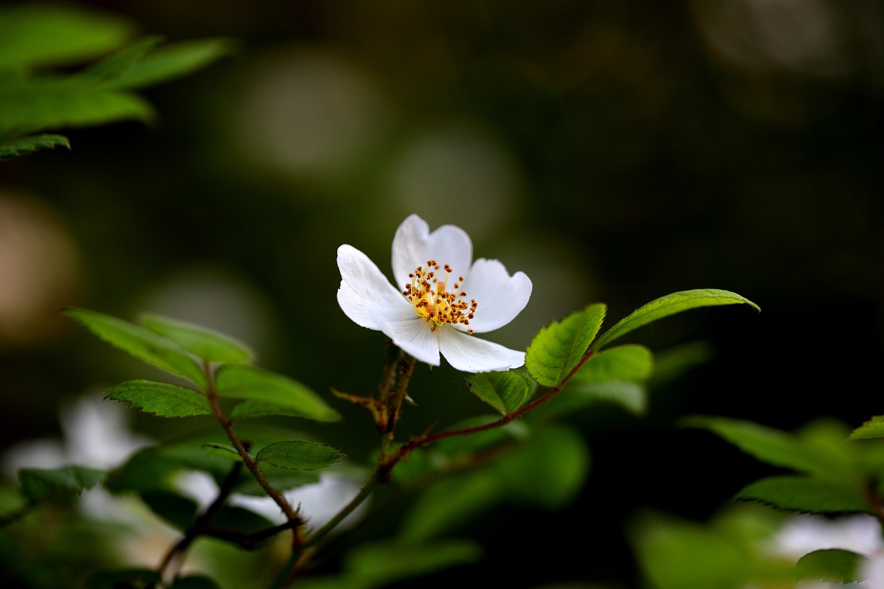 nature  plants  flowers free photo