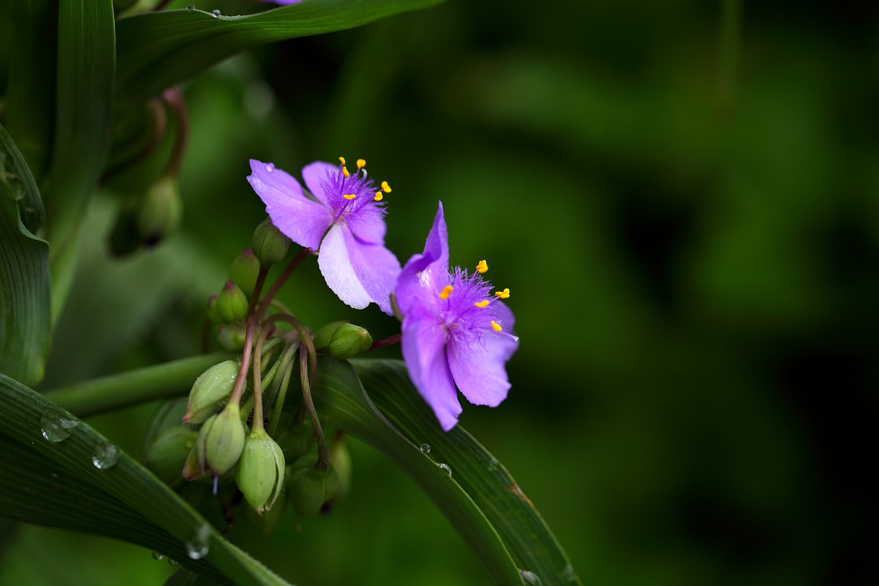 nature  flowers  plants free photo