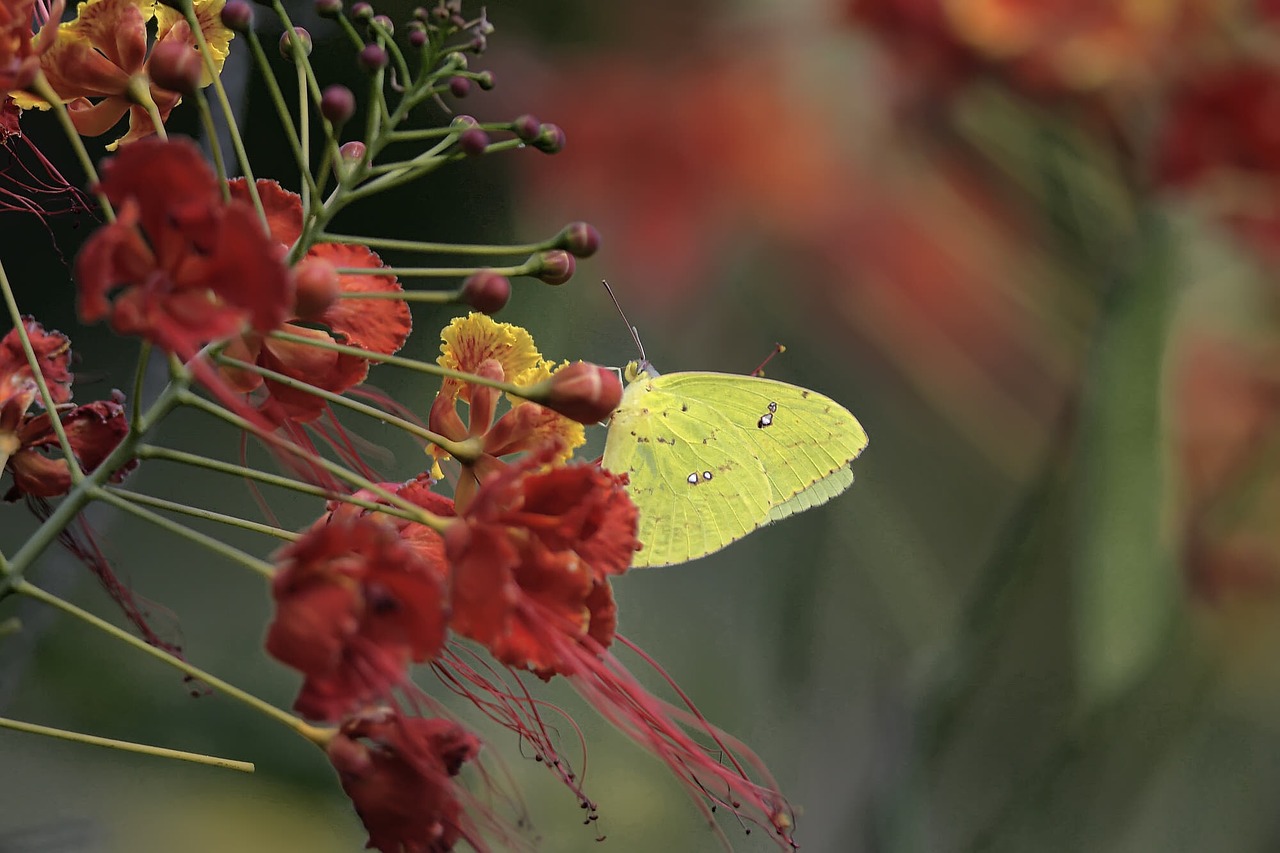 nature  flower  plant free photo