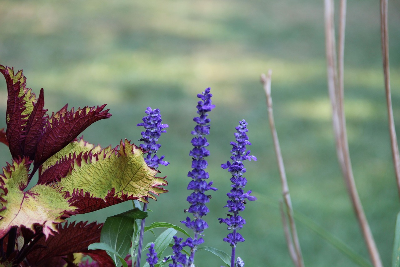 nature  flora  outdoors free photo