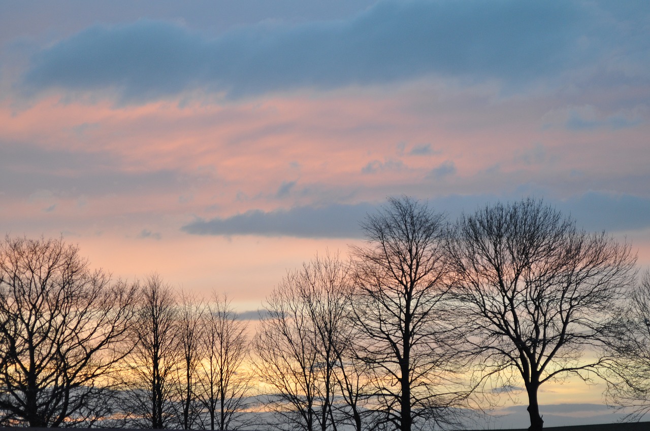 nature  the dawn family  tree free photo