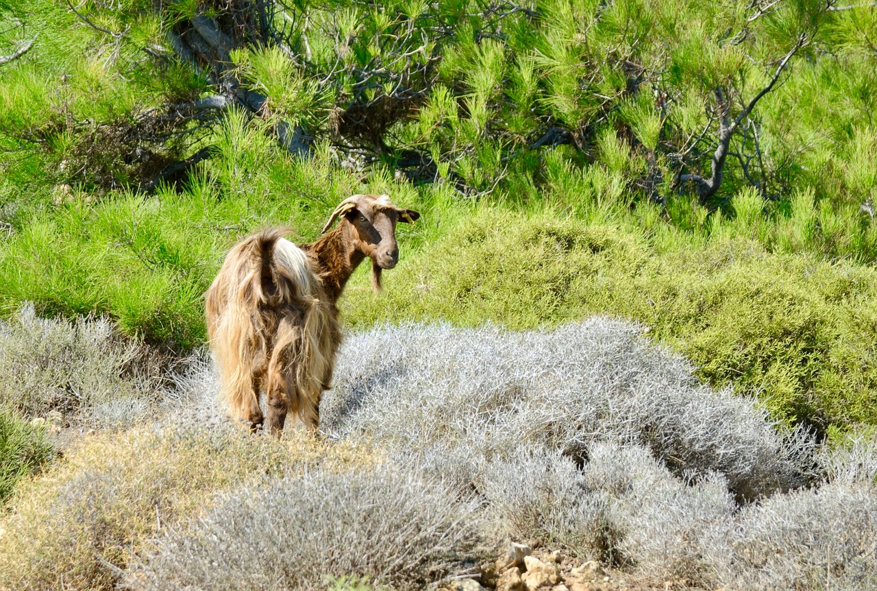 nature  the animal kingdom  goat free photo