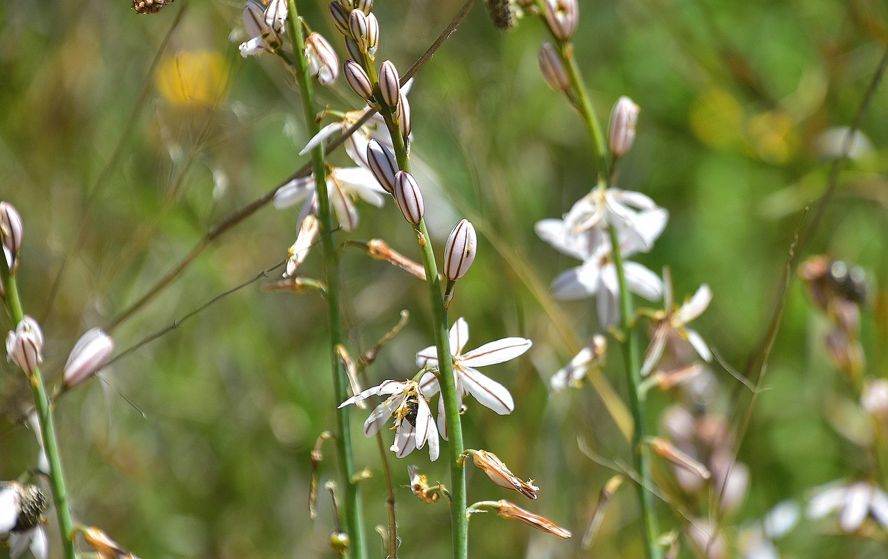 nature  flower  outdoors free photo