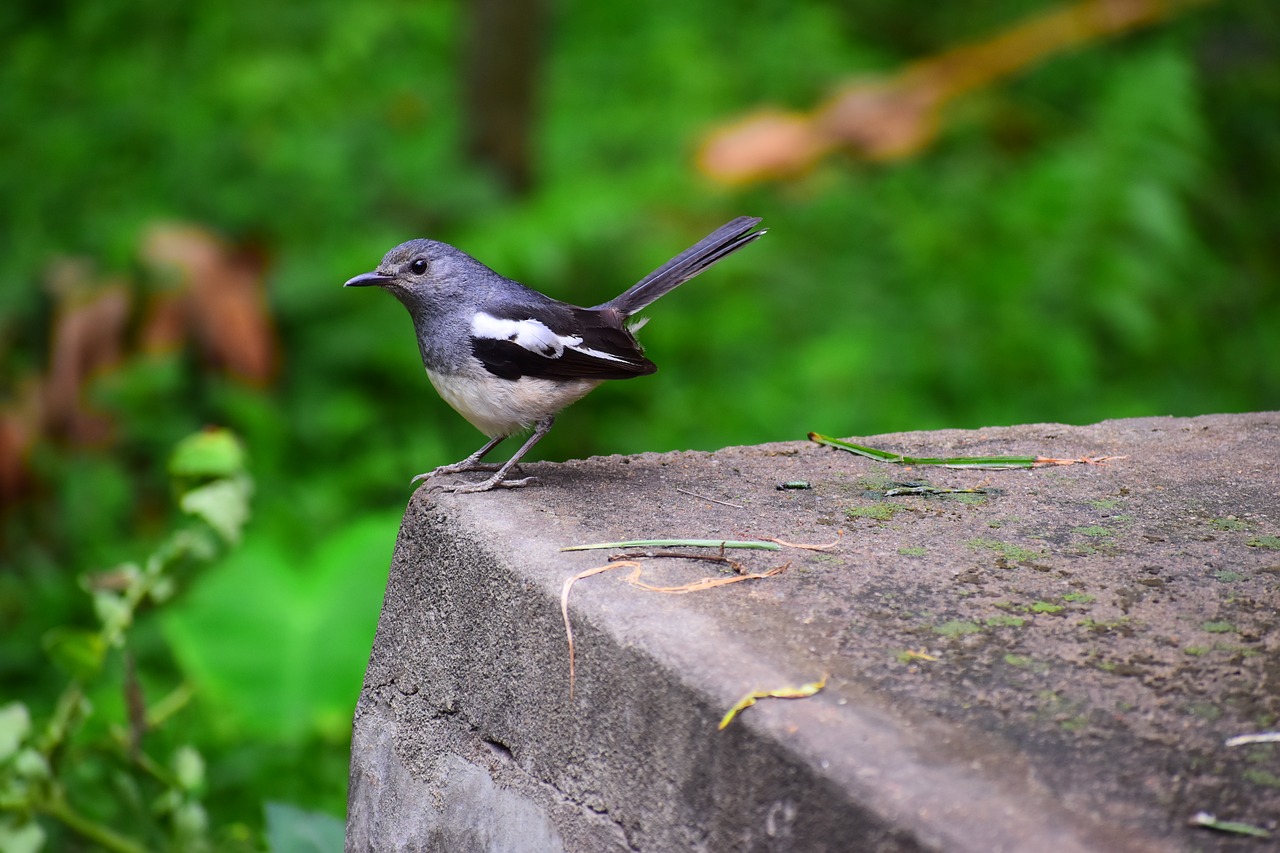 nature  outdoors  bird free photo