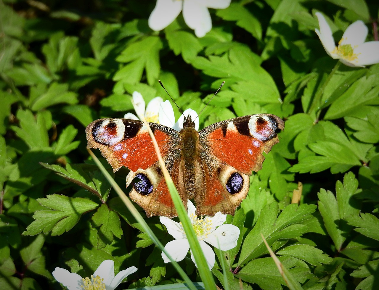 nature  butterfly day  animals free photo