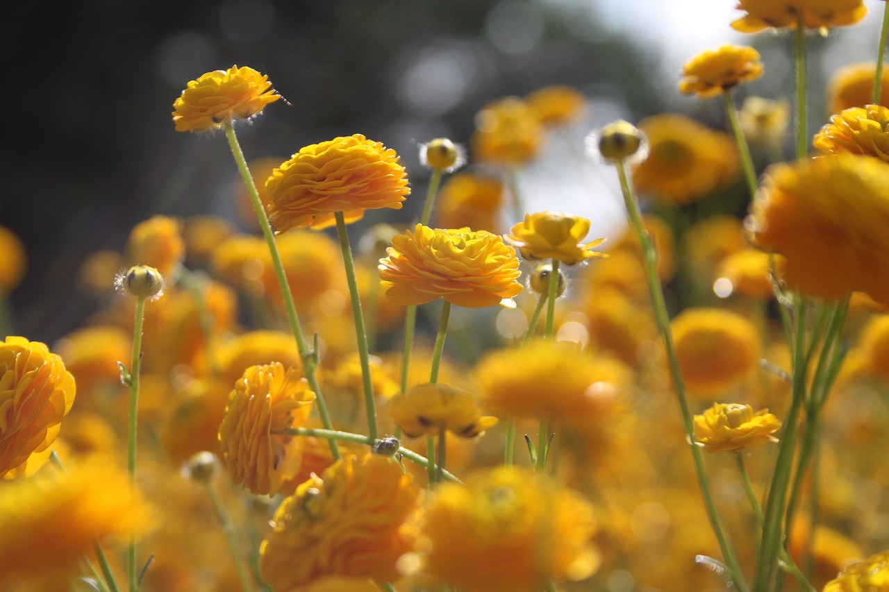 nature  plant  flower free photo