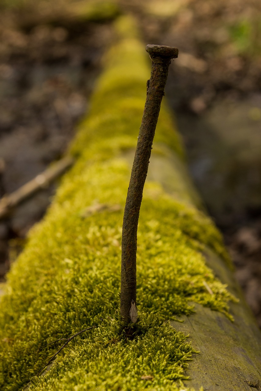 nature  moss  wood free photo